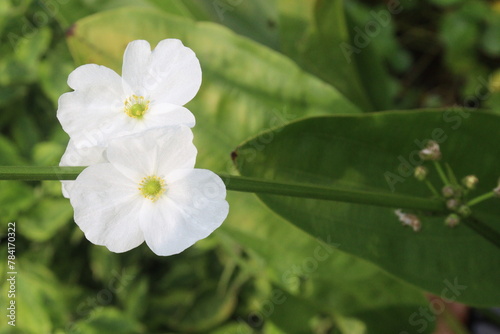 Echinodorus palifolius flower plant on farm photo