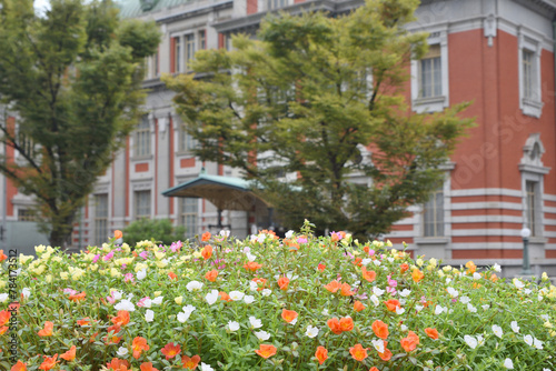 公会堂前のハナスベリヒユ © U.G. Miyasaka