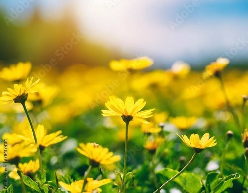 Sunny meadow with yellow flowers, spring blossom background