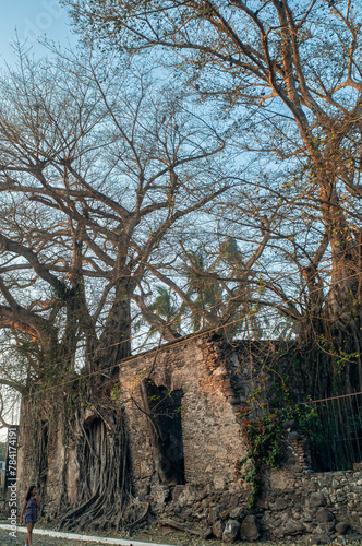 la antigua, casa de hernan, finca, hernan cortes, ramas, arboles, raices, veracruz, amate, chicontepec, portal