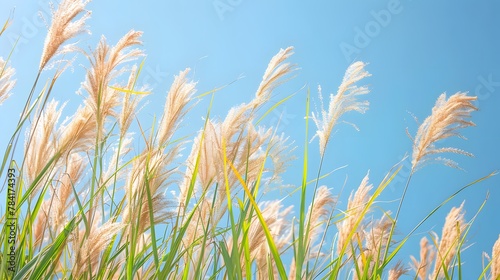 Thicket of reeds. Pampas grass on the river in summer. Natural background of reeds against a blue sky. 