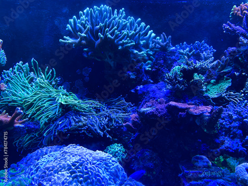 coral and anemone inside coral reef aquarium tank with fishes photo