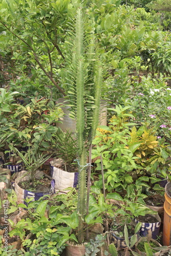 Euphorbia trigona plant on farm