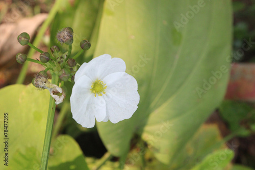 Echinodorus palifolius flower plant on farm photo