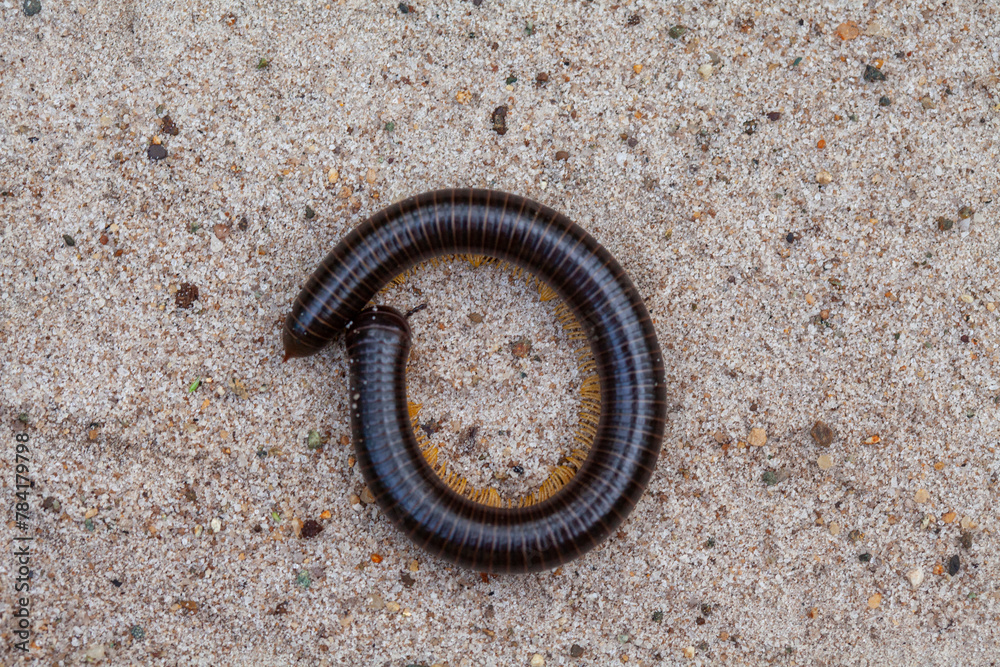 Archispirostreptus Gigas, Big Millipede From Borneo Island Archispirostreptus Gigas, Big Millipede From Borneo Island