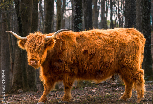 Majesty in the Mist: A Highland Cow Portrait
