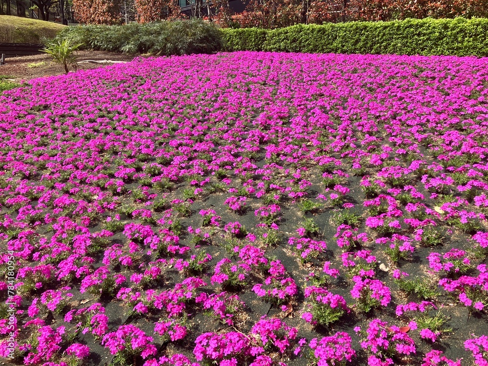 一面に広がる芝桜