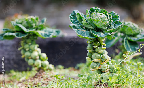 Wallpaper Mural 畑で育つ健康的なブリュッセルスプラウト Torontodigital.ca