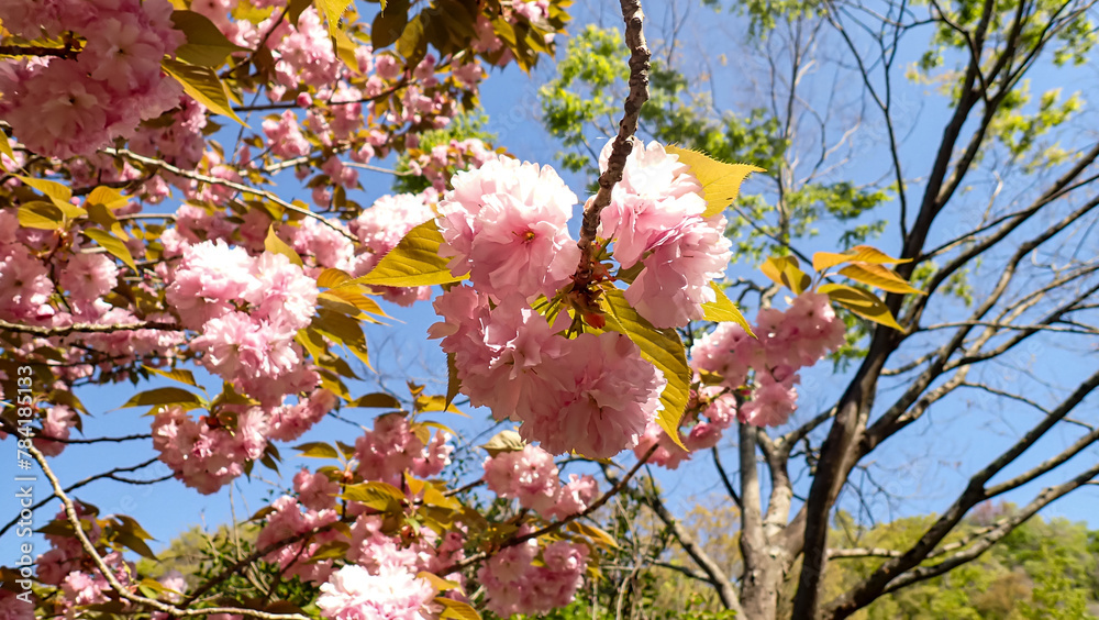 Obraz premium 関山（八重桜）