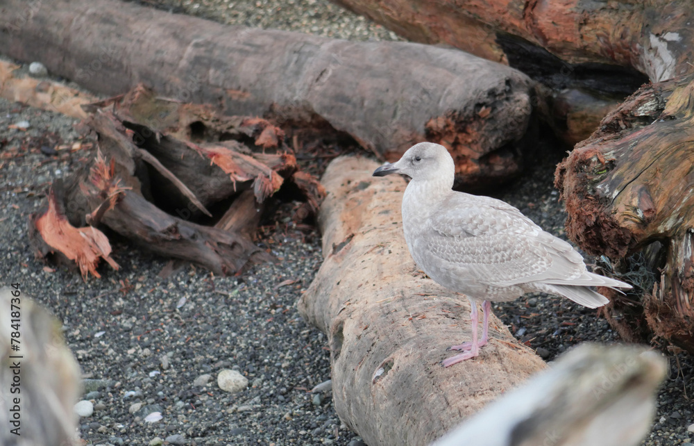 Fototapeta premium Seagull on the beach of Porteau Cove Provincial Park in British Columbia, Canada