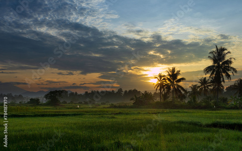 Beautiful sunrise landscape with green field and coconut trees in silhouette © Johnster Designs