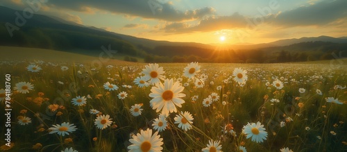 Chamomile flower field. Camomile in the nature. Field of camomiles at sunny day at nature. Camomile daisy flowers in summer day. Chamomile flowers field wide background in sun light