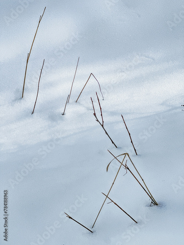 Still Life With Twigs And Snow