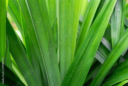 Pandan Leaves Plant Background Pattern Texture Green Leaf Garden Herb Food Summer Tropical nauture  Fresh Growth Natural Oraganic Foliage Ingredient Flora Smell Raw Materials Cook Asia Thailand.