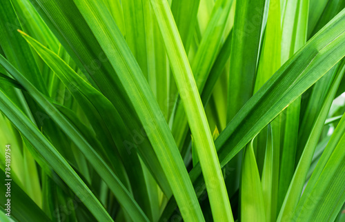 Pandan Leaves Plant Background Pattern Texture Green Leaf Garden Herb Food Summer Tropical nauture, Fresh Growth Natural Oraganic Foliage Ingredient Flora Smell Raw Materials Cook Asia Thailand. © wing-wing
