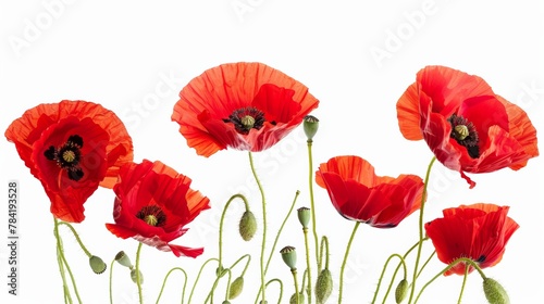 Red Poppies: Use poppies as the central focus, a universal symbol of remembrance