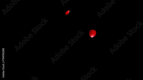 Red rose petals falling diagonally from above Alpha channel 4K video
