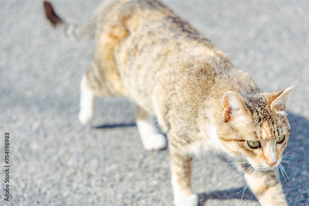 町でであった猫