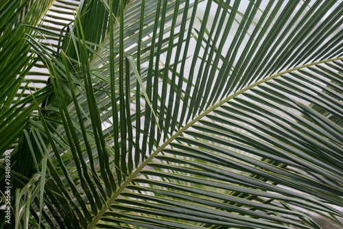 close up of coconut leaves  palm leaf isolated  full frame nature background.