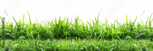 Green grass on white background, 
