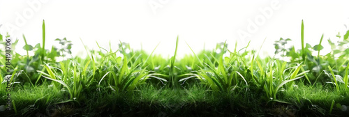 Green grass on white background, 