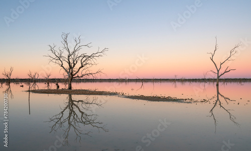 Lake Pinaroo at sunset with dead trees reflected in the lake  Sturt National Park  Australia. 