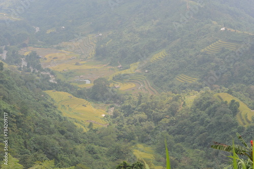 green terraces in Hoang Su Phi, a province in the north of Viet Nam