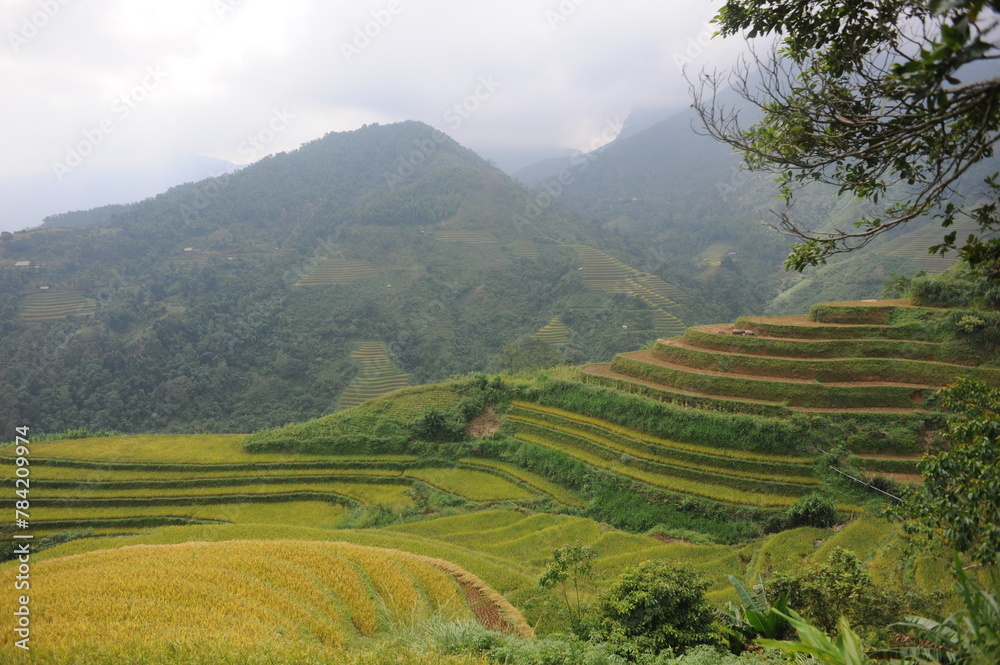 the terraces in the north of Viet Nam, Hoang Su Phi