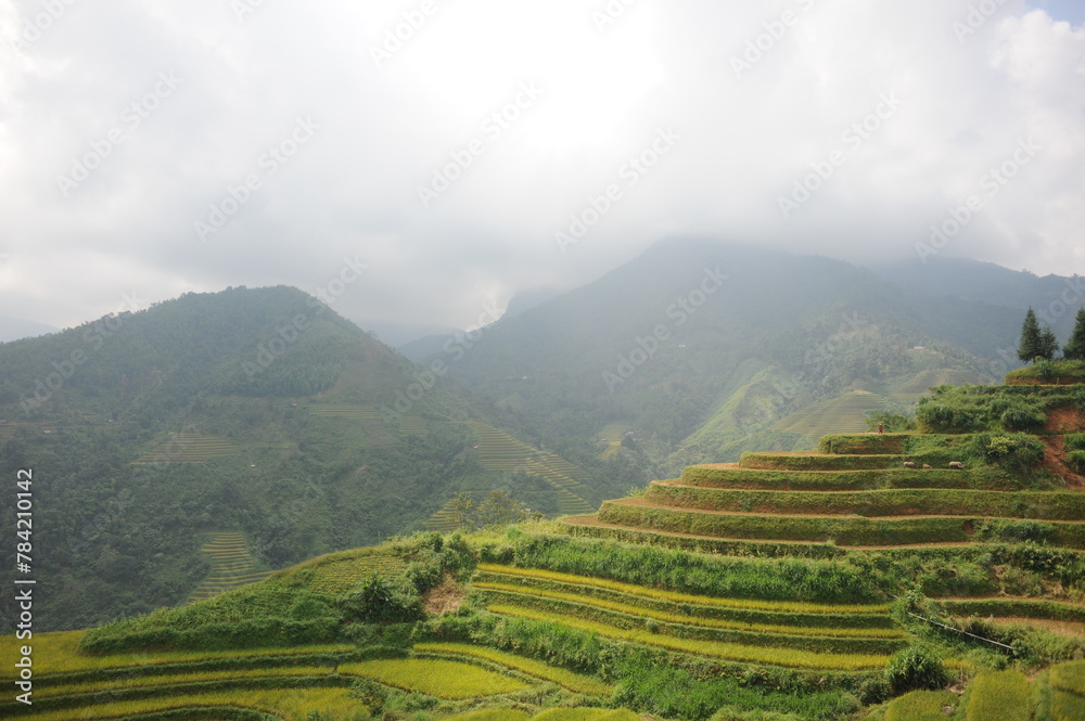 Fototapeta premium the terraces in the north of Viet Nam, Hoang Su Phi