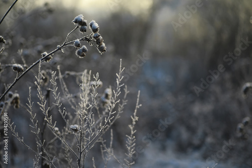 White snow on a bare tree branches on a frosty winter day, close up. Natural background. Selective botanical background.