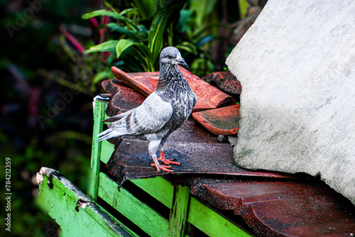 a beautiful pigeon stranding on a roof, pigeon with blur background