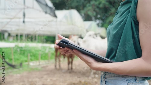Unrecognized young female farmer using hand touching on a digital tablet and information statistics wireless app, counting on cows inside a modern open air barn. business management and technology