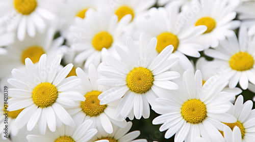 white and yellow daisies.