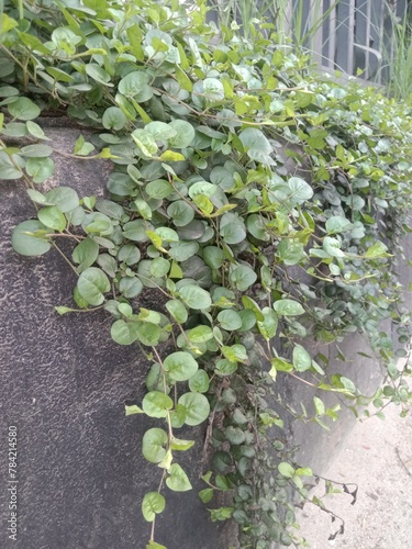 Evolvulus nummularius plant on garden photo