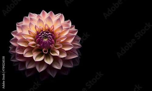 A close up of a flower on a black background generative AI