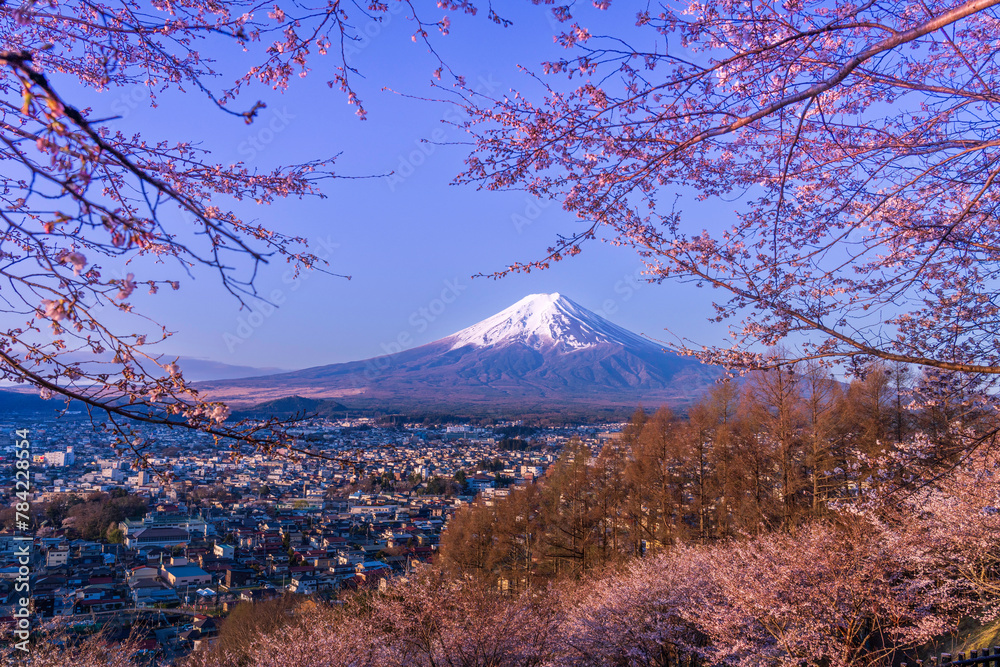 Fototapeta premium 夜明けの新倉山浅間公園から桜と富士山