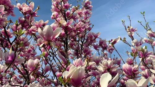 4K Video. Magnolia blooming against the sky.
Videos about nature, flowers and plants are perfect as backgrounds and screensavers for many video projects.