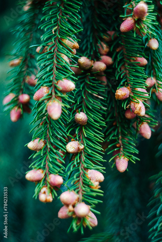 Young red horse. Branch with needles and cones. Conifer tree. Christmas tree. Photo with bokeh effect. Vertical photo