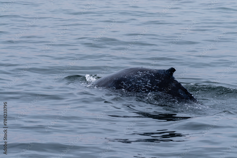 Obraz premium Dorsal fin of a surfacing whale, in Walvis Bay, Namibia.