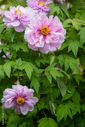 pink peony flower