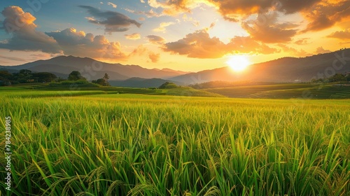 photorealism of Beautiful rice field on sunset scene at north Thailand photo