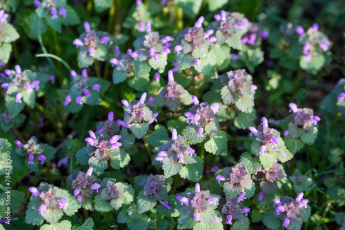 lamium purpureum  purple dead-nettle flowers closeup selective focus