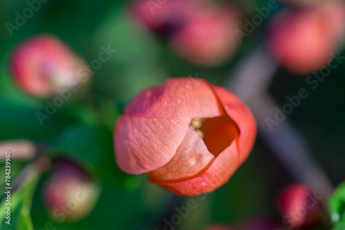 Chaenomeles japonica, Japanese quince flower closeup selective focus