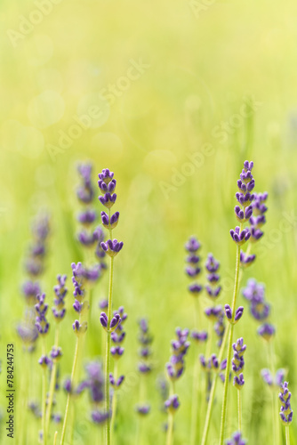 Lavender flower blooming scented field. Bright natural background.	