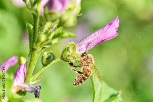 Honeybee on purple flower	