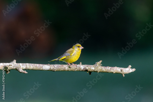 A European Greenfinch ( Chloris chloris) perched on a tree branch with a blurred background.