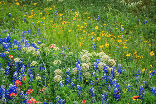 Spring wildflowers in Llano, Texas  photo