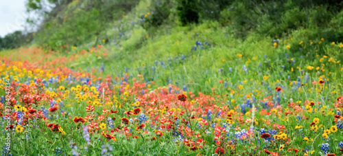 Spring wildflowers in Llano, Texas  photo