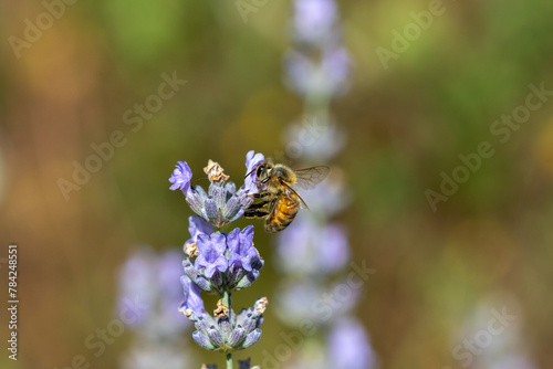 A western Honey bee (Apis mellifera) collecting pollen from Lavender flowers (Lavandula).