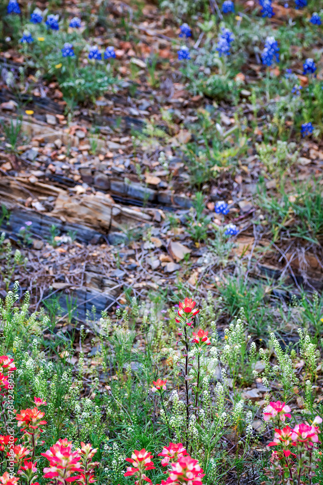 Spring wildflowers in Llano, Texas 